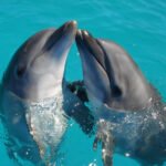 Dolphin Petshyme