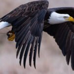 Eagles Petshyme
