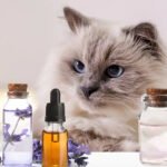 Essential Oils Avoid Petshyme