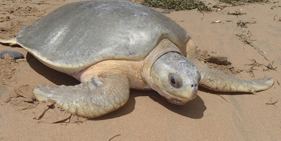 Flatback Sea Turtle Petshyme