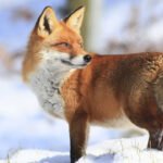 Foxes Types Petshyme