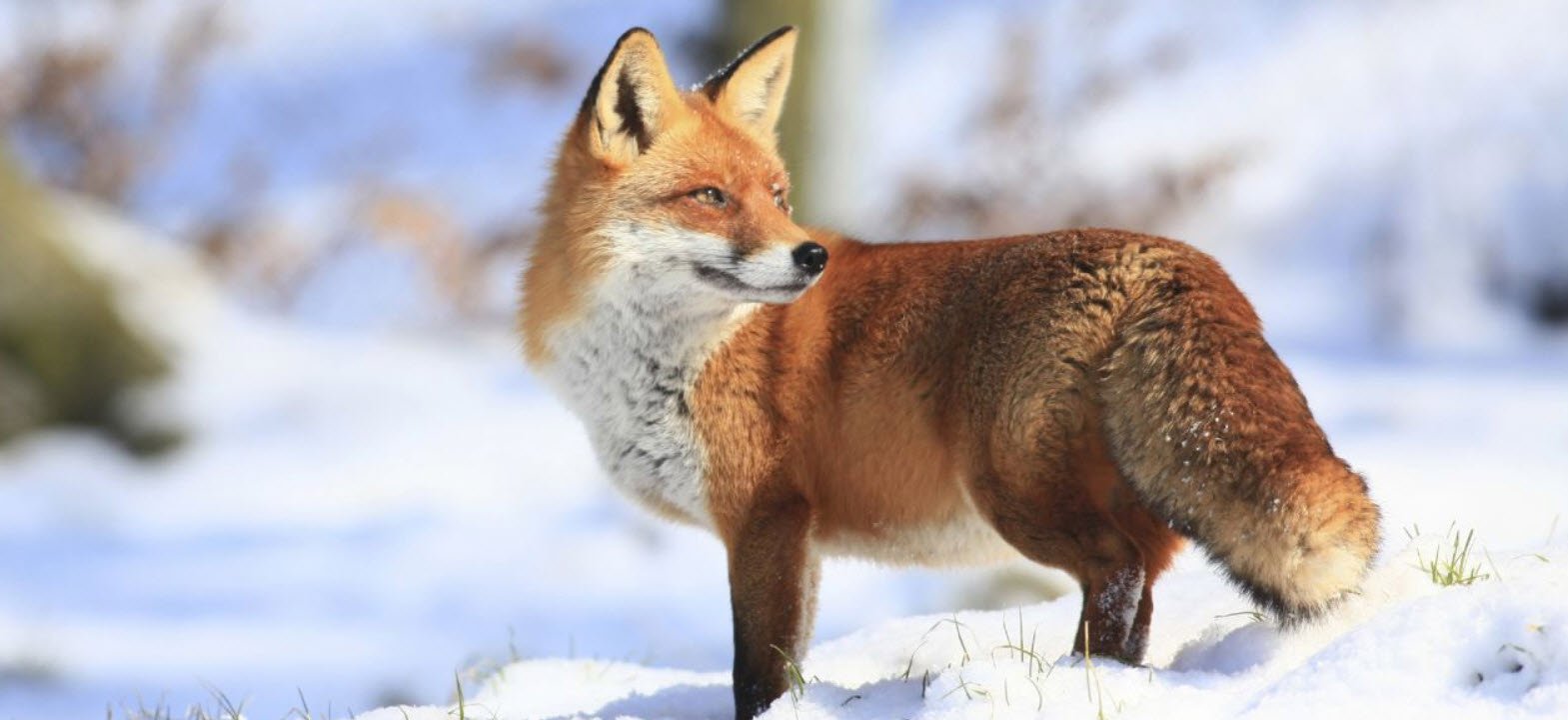 Foxes Types Petshyme