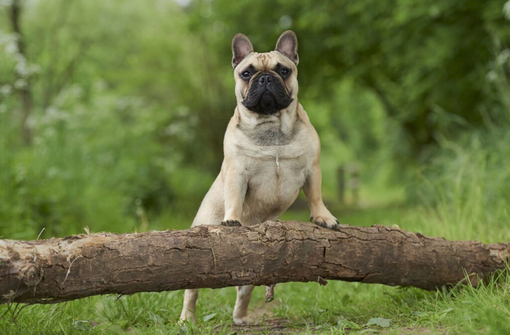 French Dog Breeds Petshyme