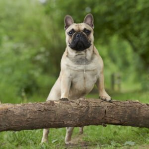 French Dog Breeds Petshyme