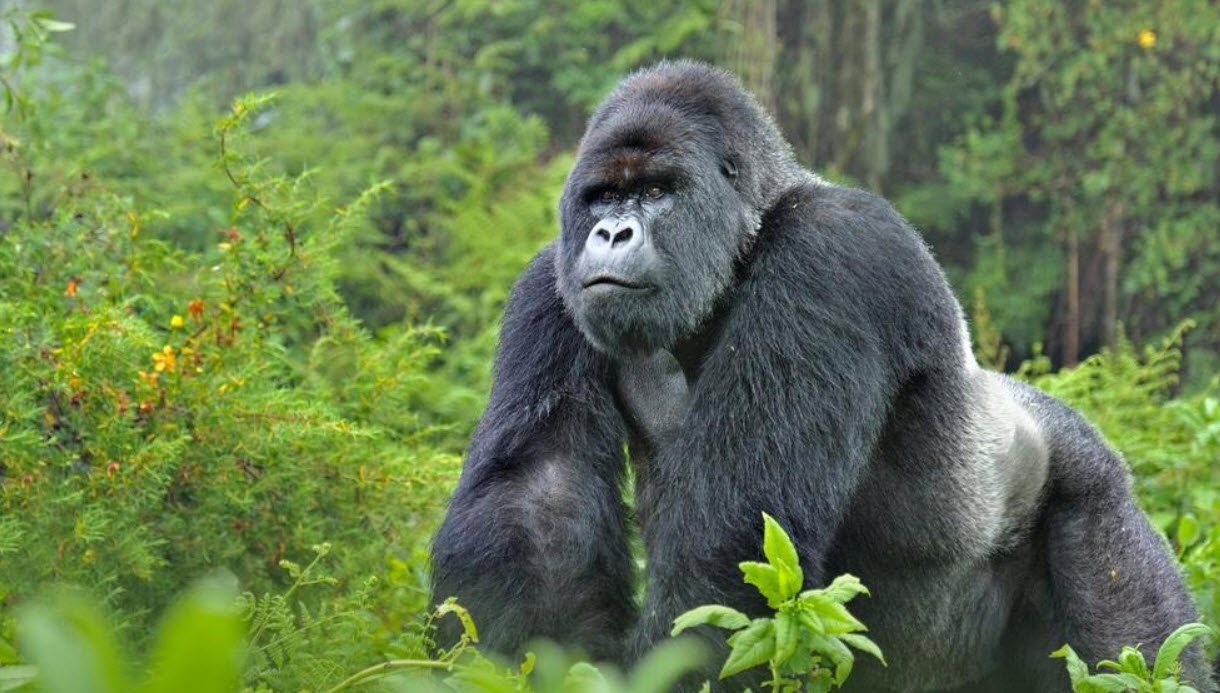 Gorilla