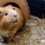 Guinea pig care Petshyme