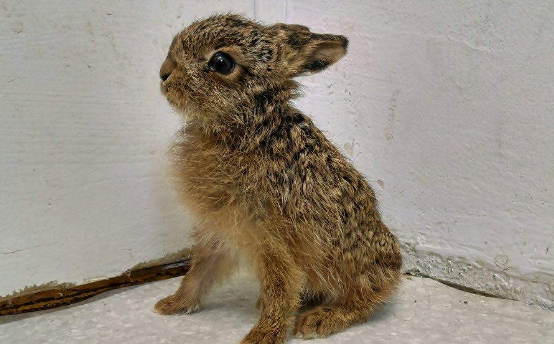 Hare - Leveret