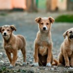 Harm Your Dog Petshyme