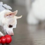 Healthy Kong Pup Petshyme
