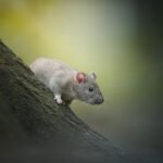 Healthy Rat Foods Petshyme