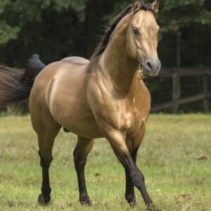 Horse Breeds Petshyme
