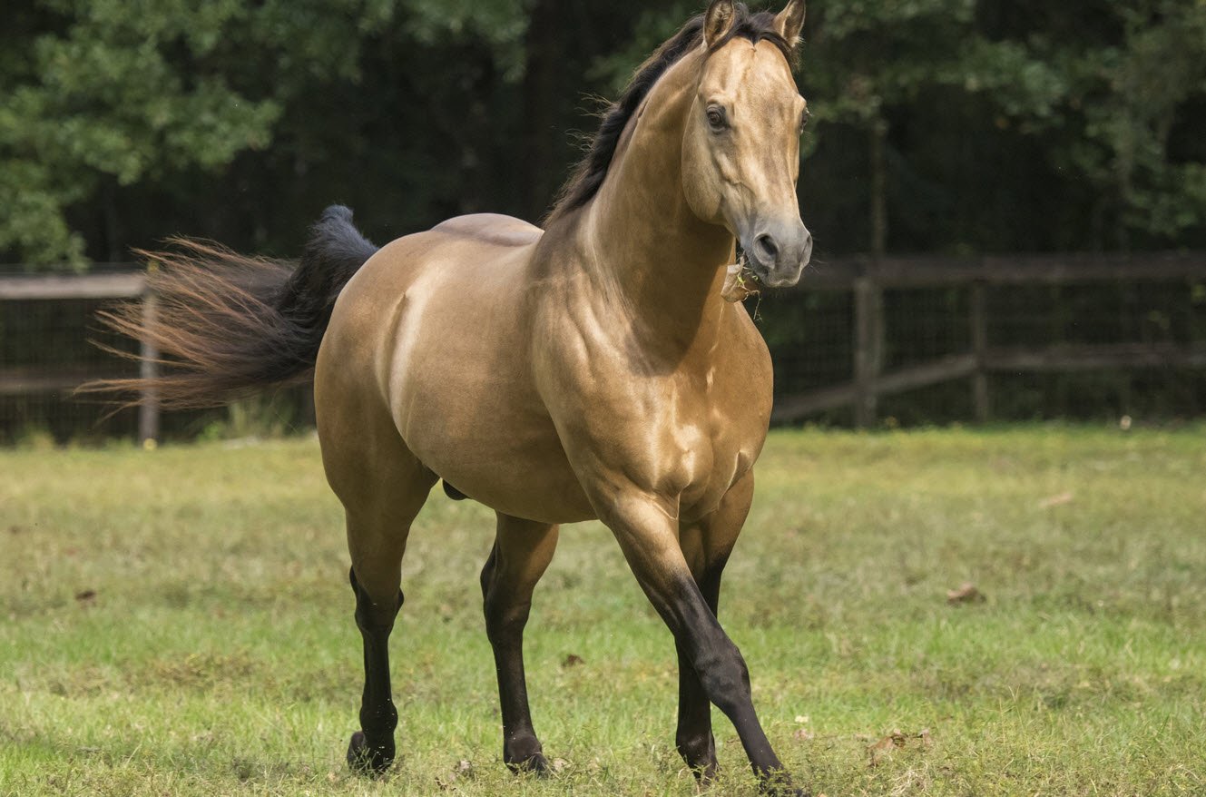 Horse Breeds Petshyme