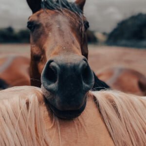 Horse Breeds Petshyme