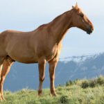 Horse Health Tips Summer Petshyme