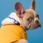 Human Medications for Dogs Petshyme