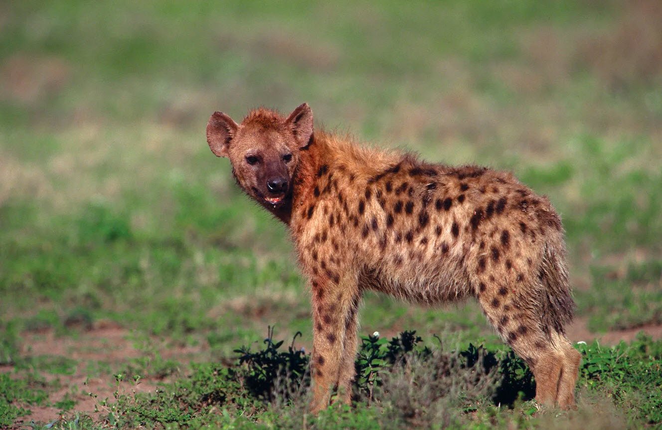 Hyena