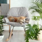 Indoor Plants Petshyme