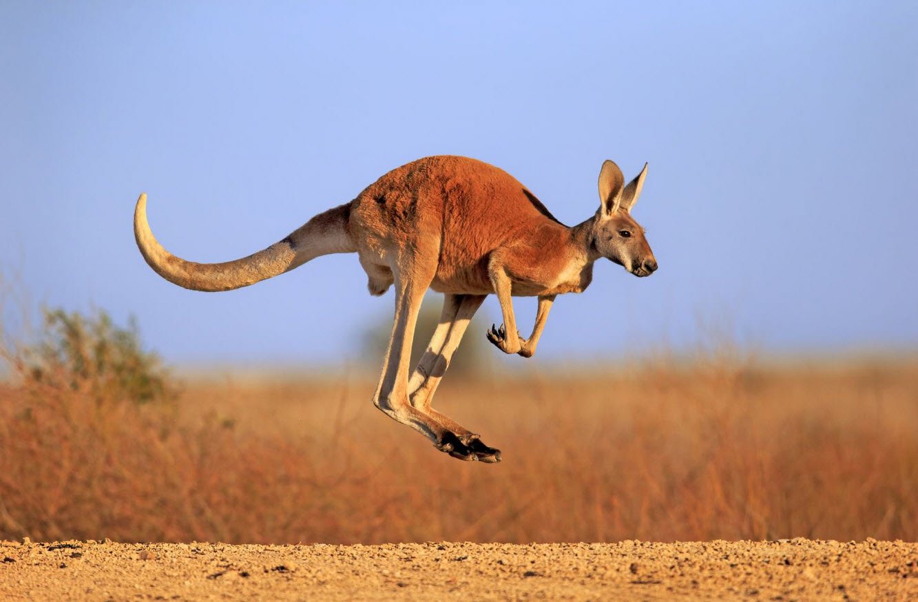 Kangaroo