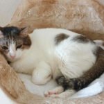 Kidney Diseases Cats Petshyme