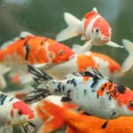 Koi Fish Petshyme