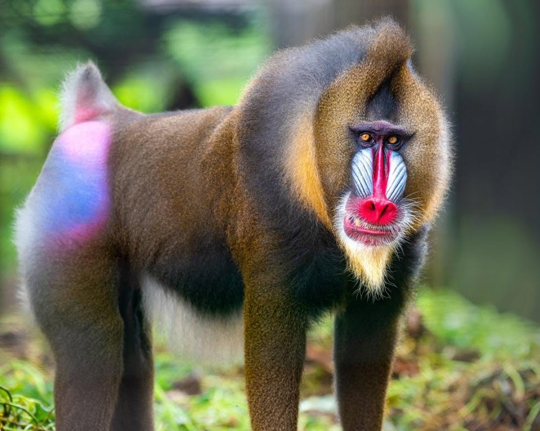 Mandrill