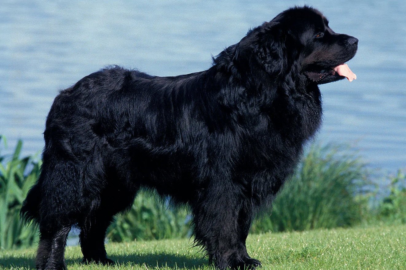 Newfoundland Dog Petshyme