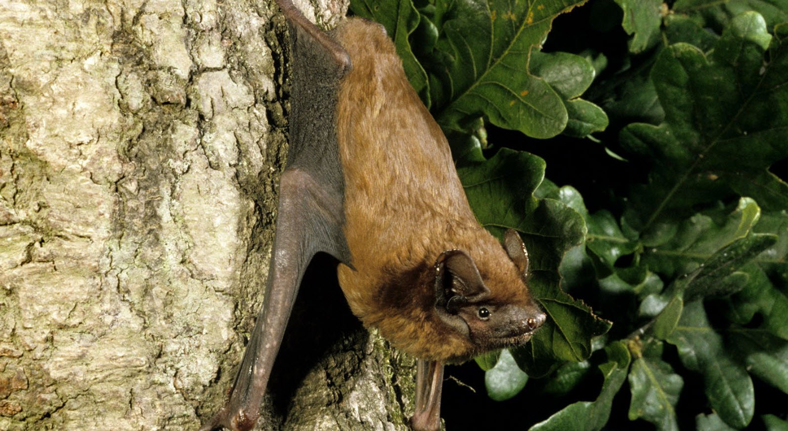 Noctule