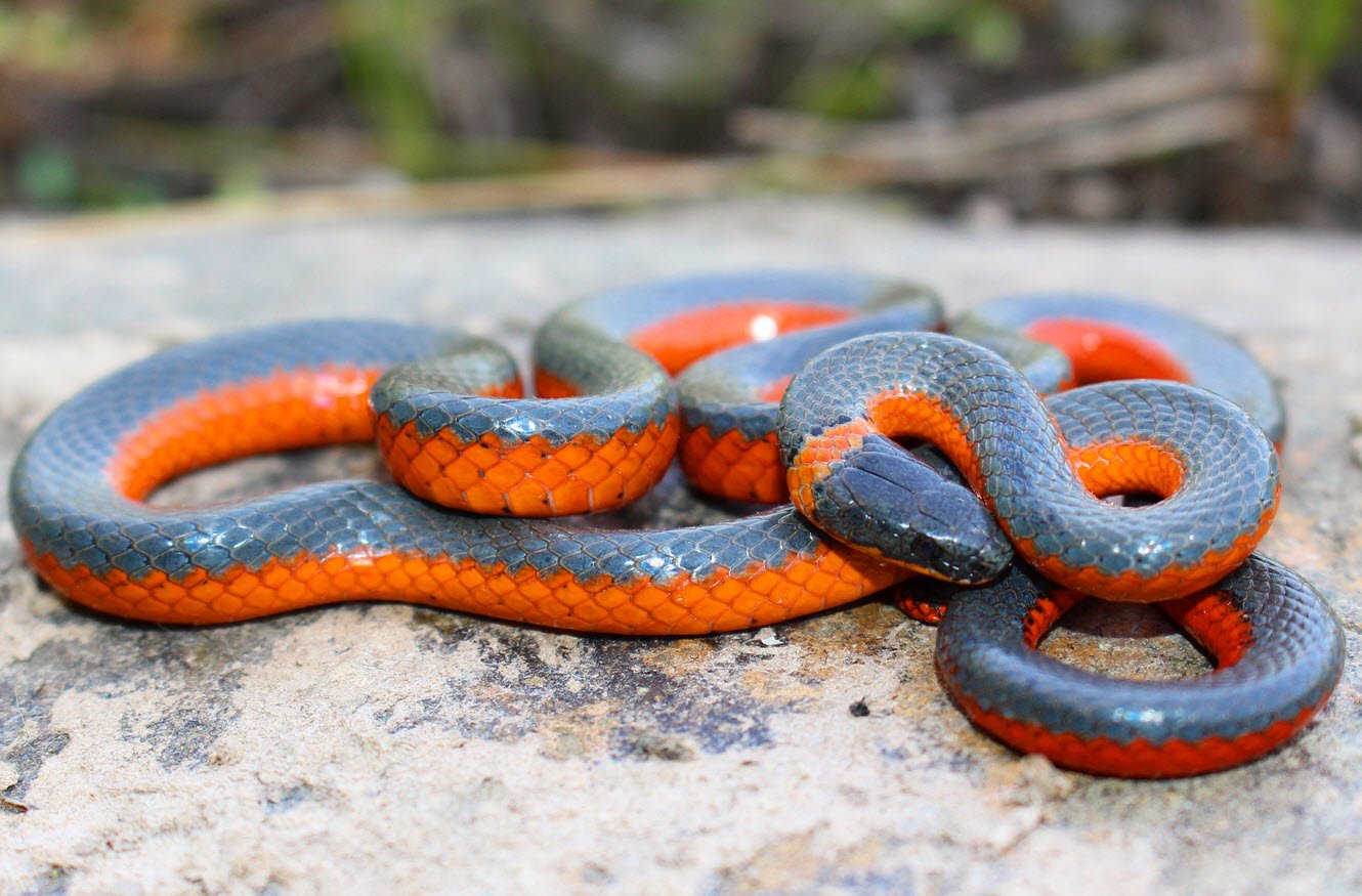 Northern and Southern Ring-necked Snakes Petshyme