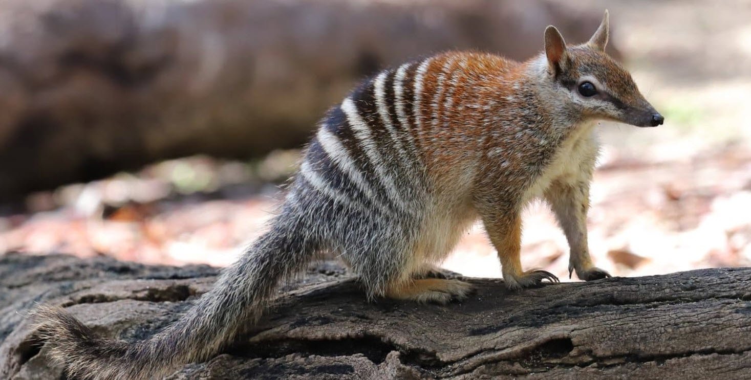 Numbat Petshyme