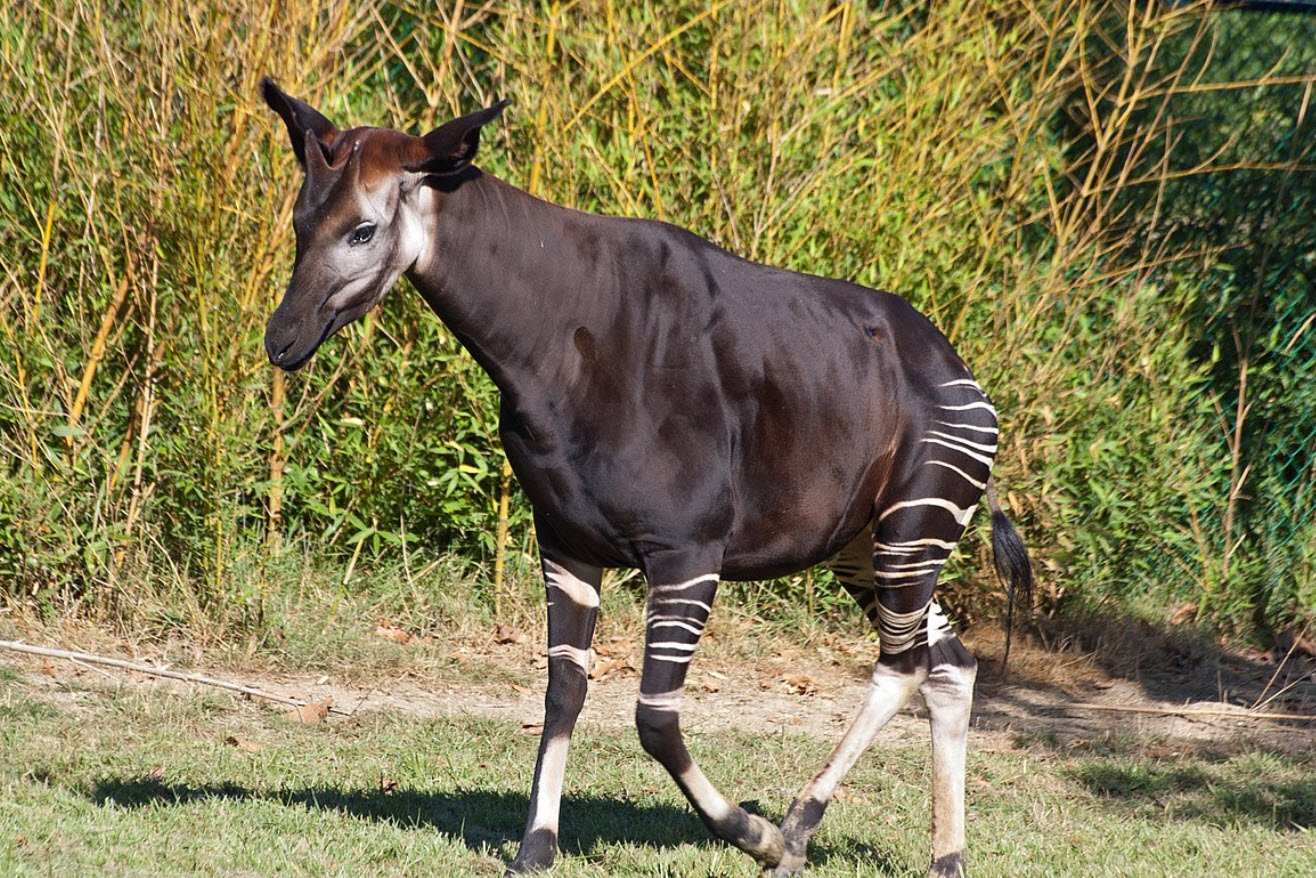 Okapi