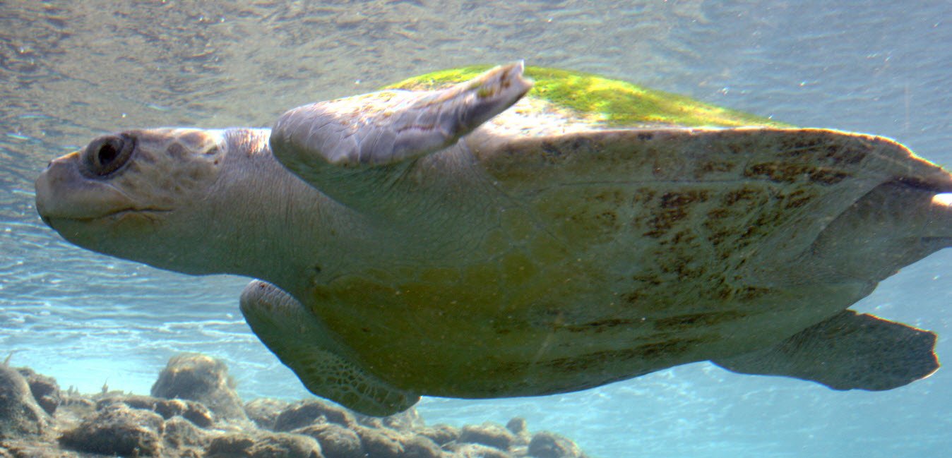 Olive Ridley Sea Turtle Petshyme
