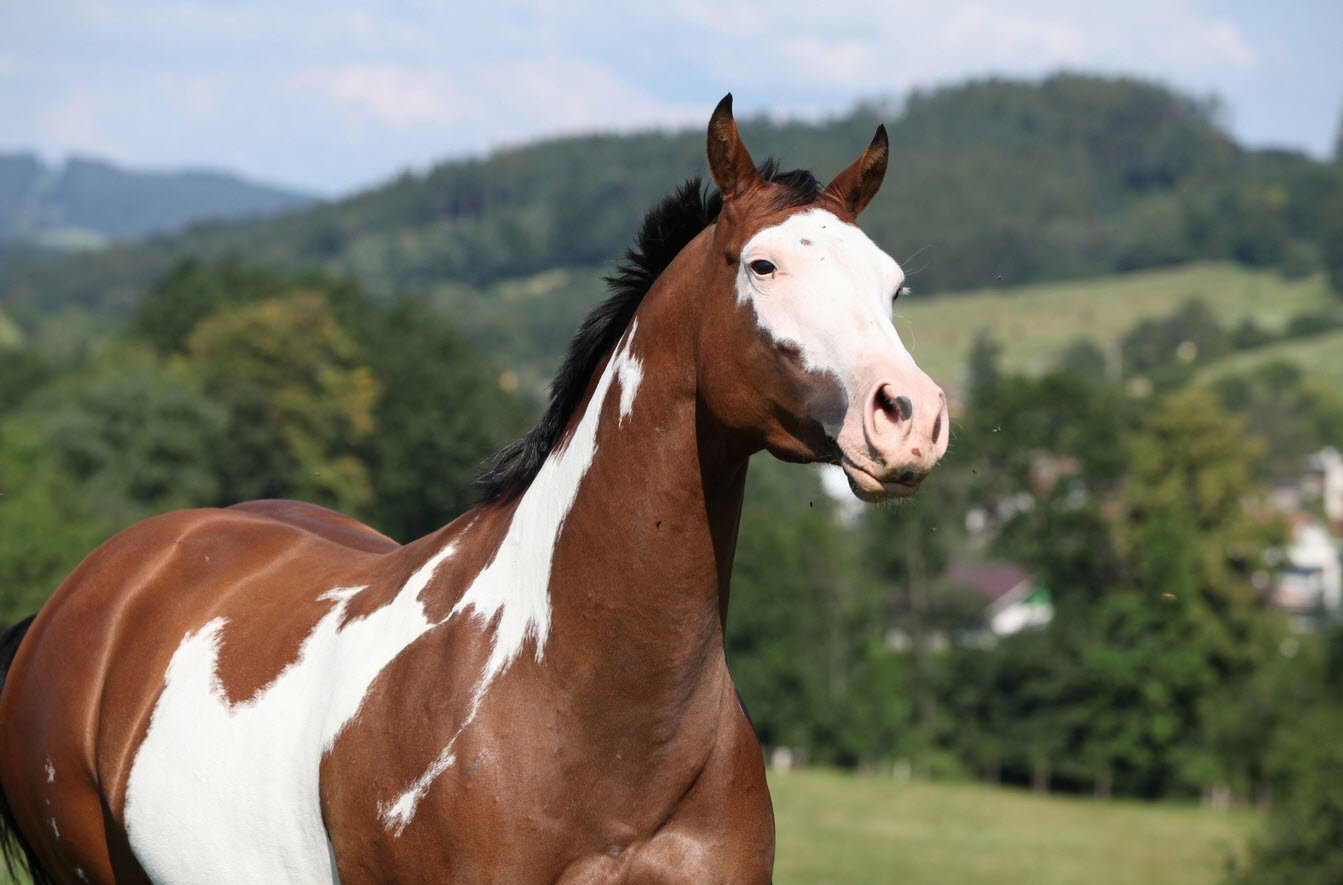 Paint Horse Petshyme