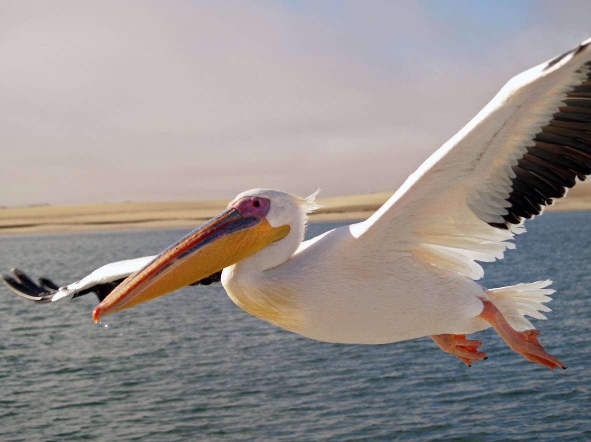 Pelican Petshyme