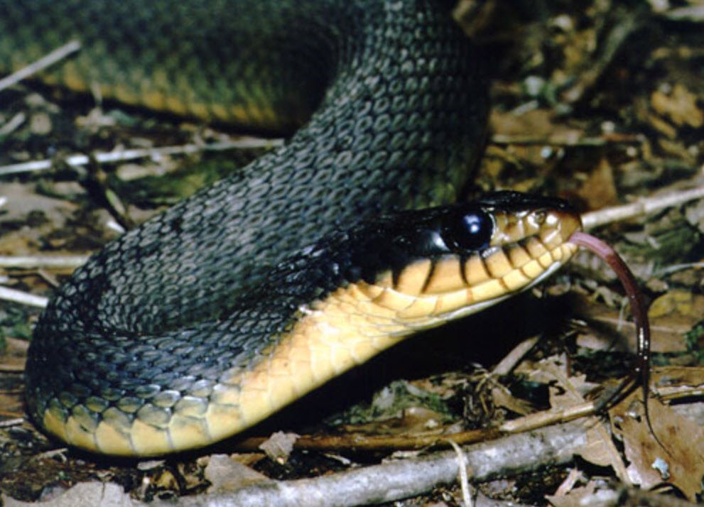 Plain-Bellied Watersnake Petshyme