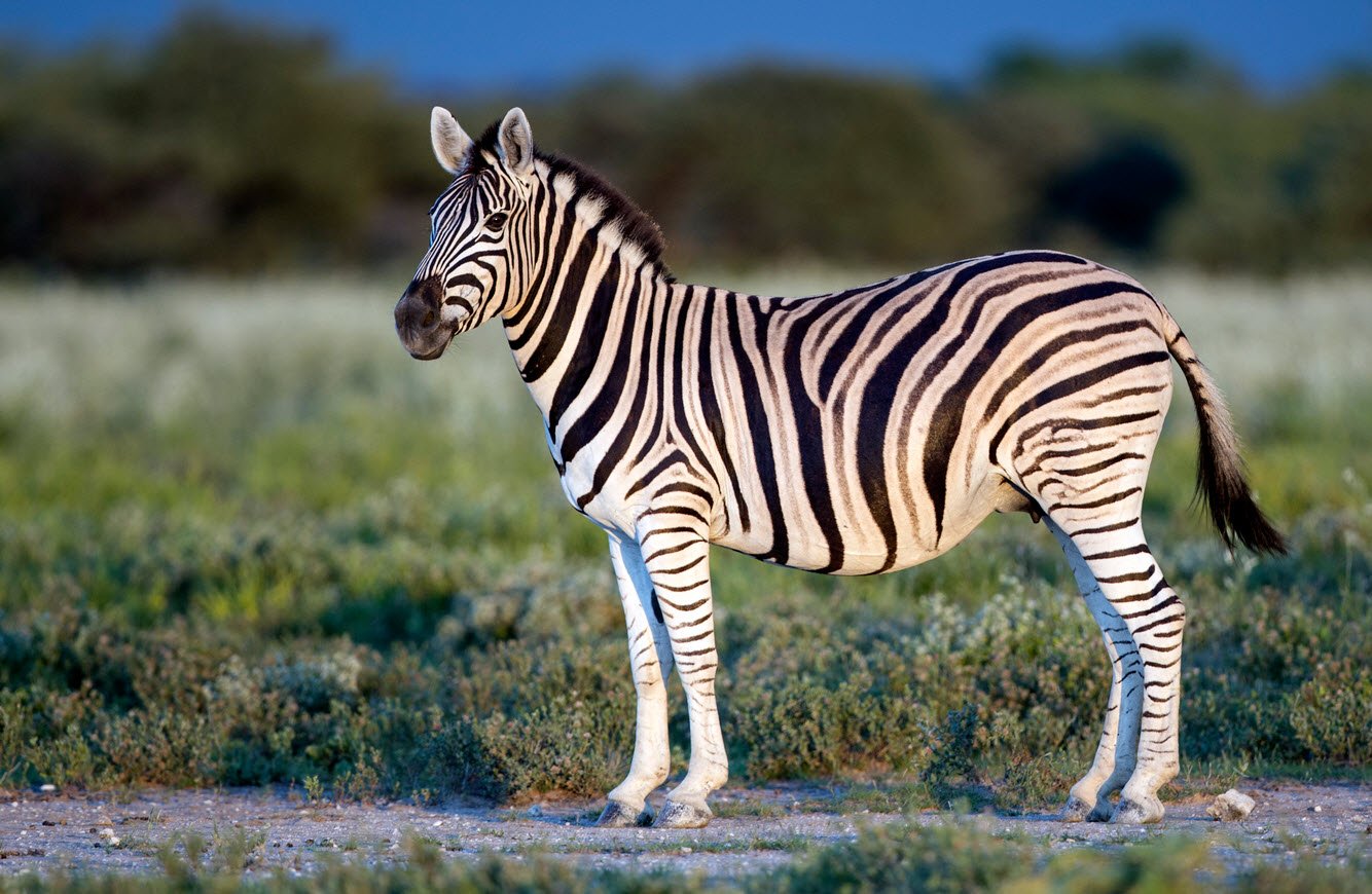 Plains Zebra