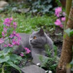 Poisonous Plants For Cat Owners