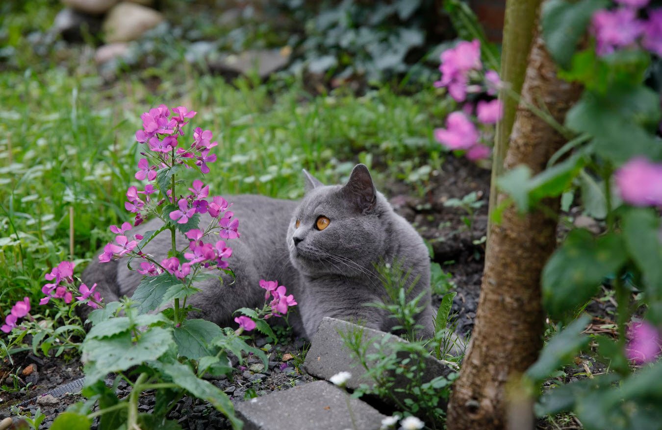 Poisonous Plants For Cat Owners