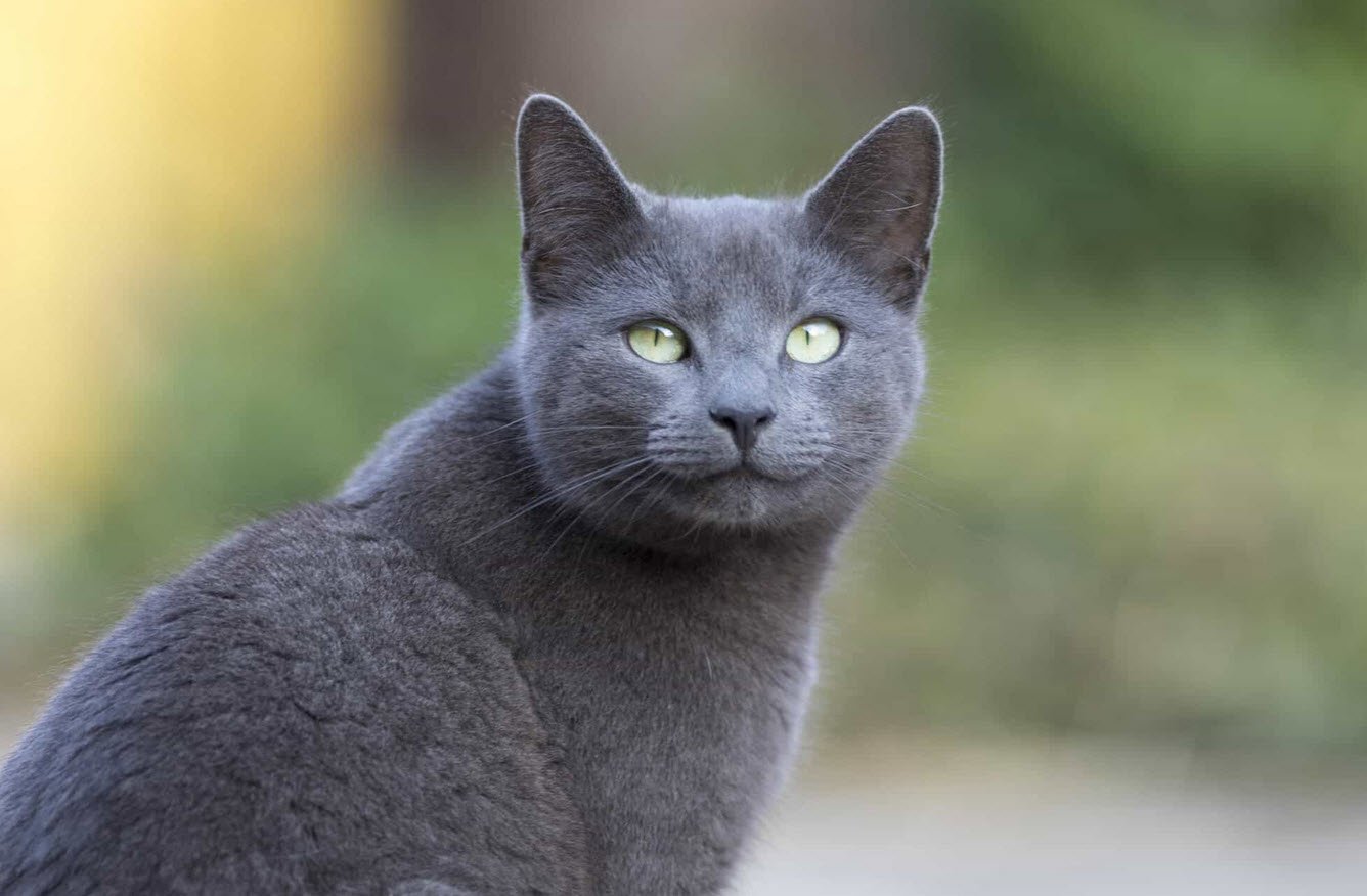 Russian Blue Cat Petshyme