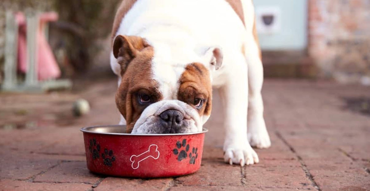 Shallow Dog Bowls Petshyme