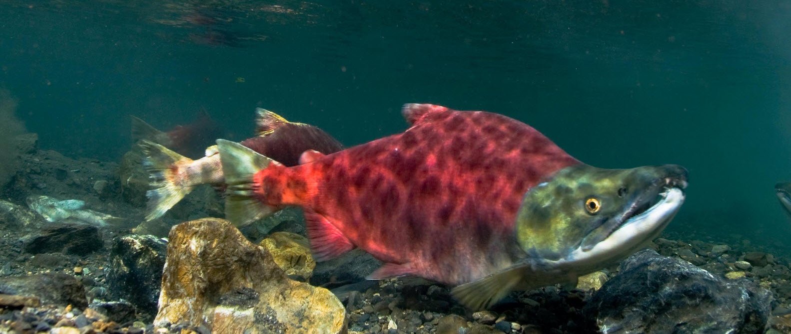 Sockeye Salmon Petshyme