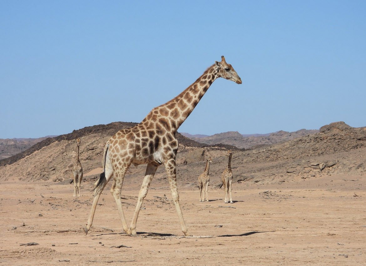 Southern Giraffe