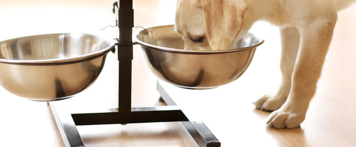 Steep-Sided Dog Bowl Petshyme