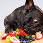 Summer Fruits Dogs Petshyme