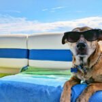 Superfood Ingredients Healthy Petshyme