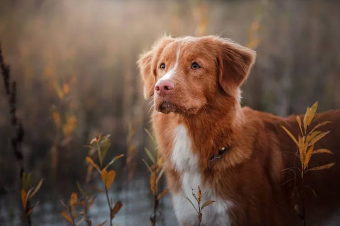 Toller Nova Scotia Duck Tolling Retriever Petshyme