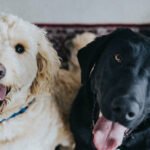 Treatment Plan Dog Petshyme