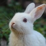 Unsafe Rabbit Foods Petshyme