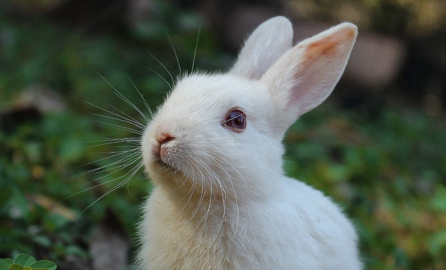 Unsafe Rabbit Foods Petshyme