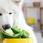Vegetables For Dogs Petshyme