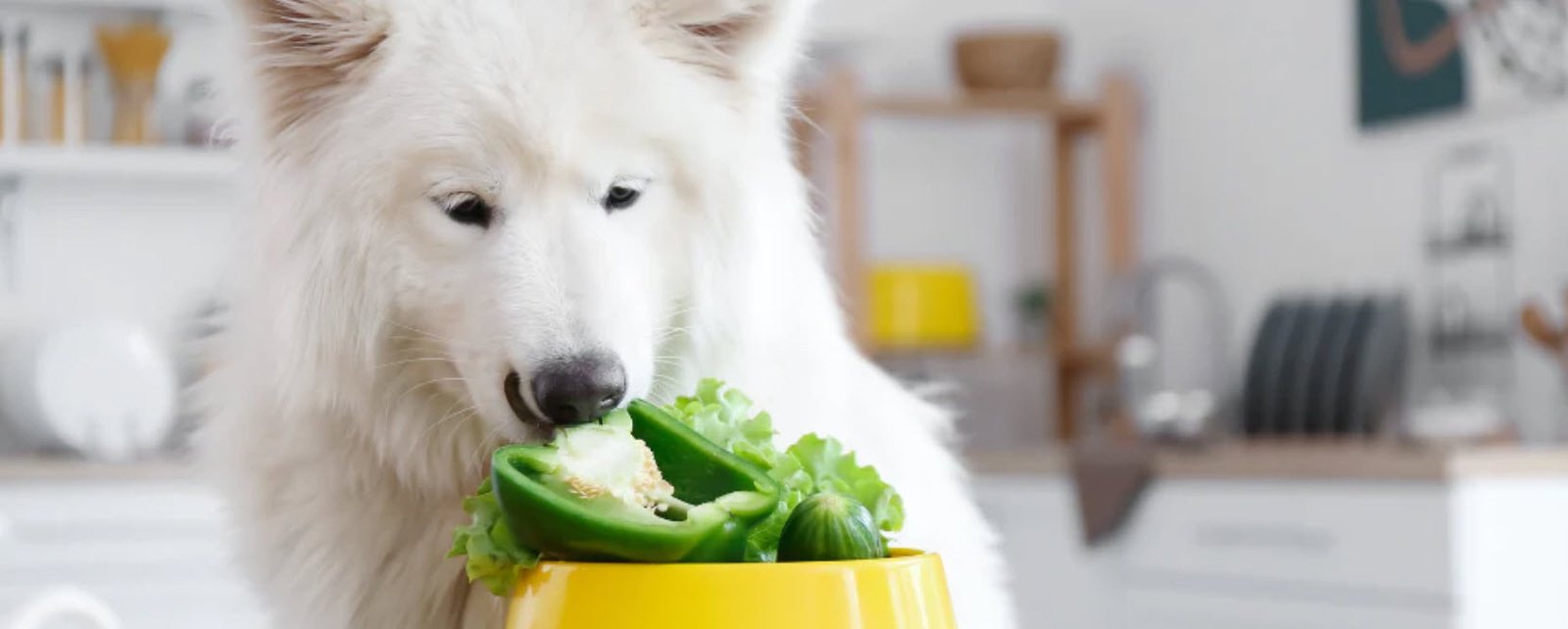 Vegetables For Dogs Petshyme